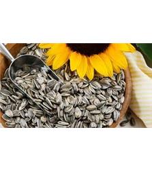 25KG Sunflower Seeds (Pipas Girasol)